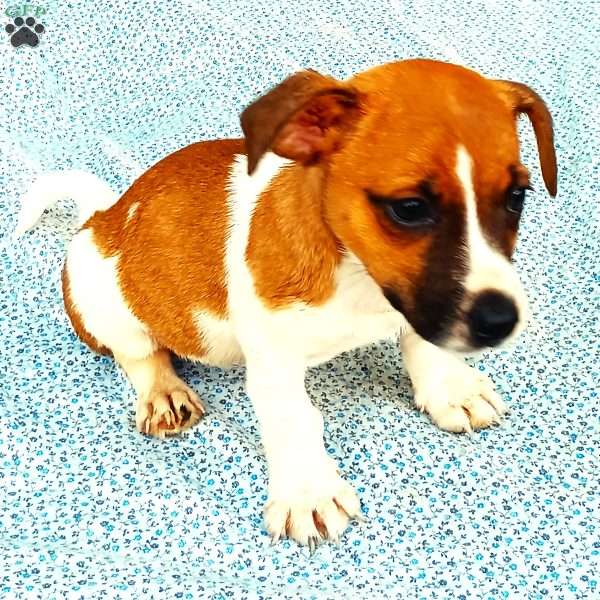Jewel, Jack Russell Mix Puppy